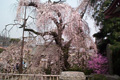金剛寺のしだれ桜